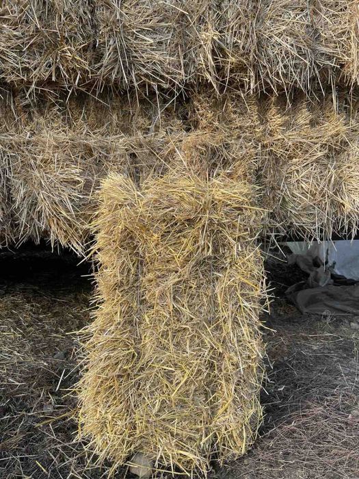 Тюки соломи ячмінна