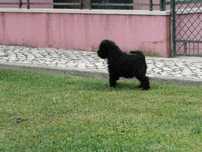Schnauzer miniatura C/LOP, Afixo e Vacinas.