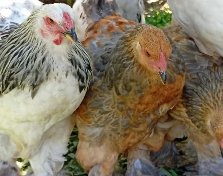 Patos gansos perus