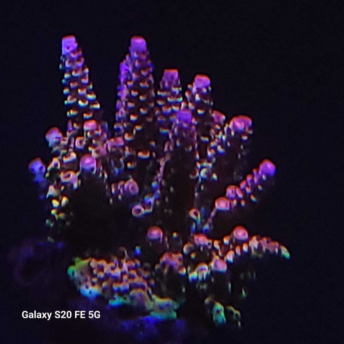 Acropora  koralowce sps szczepki akwarium morskie