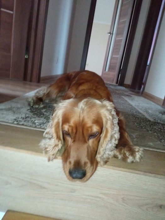 Кокер спаніель вязка