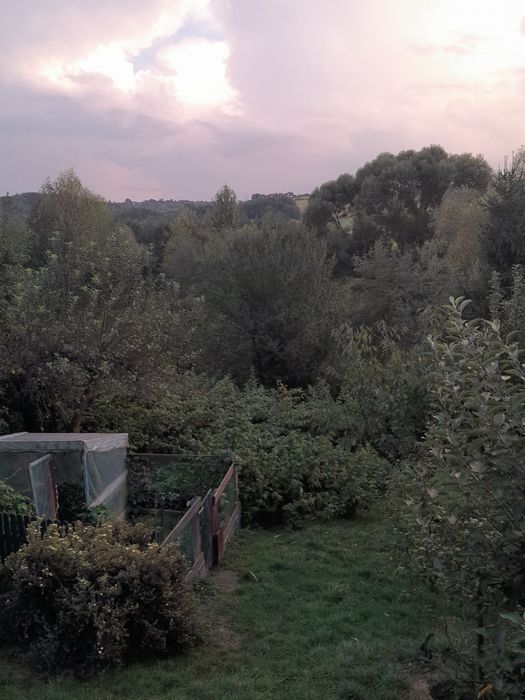 Drewno za darmo do wędzenia lub na opał