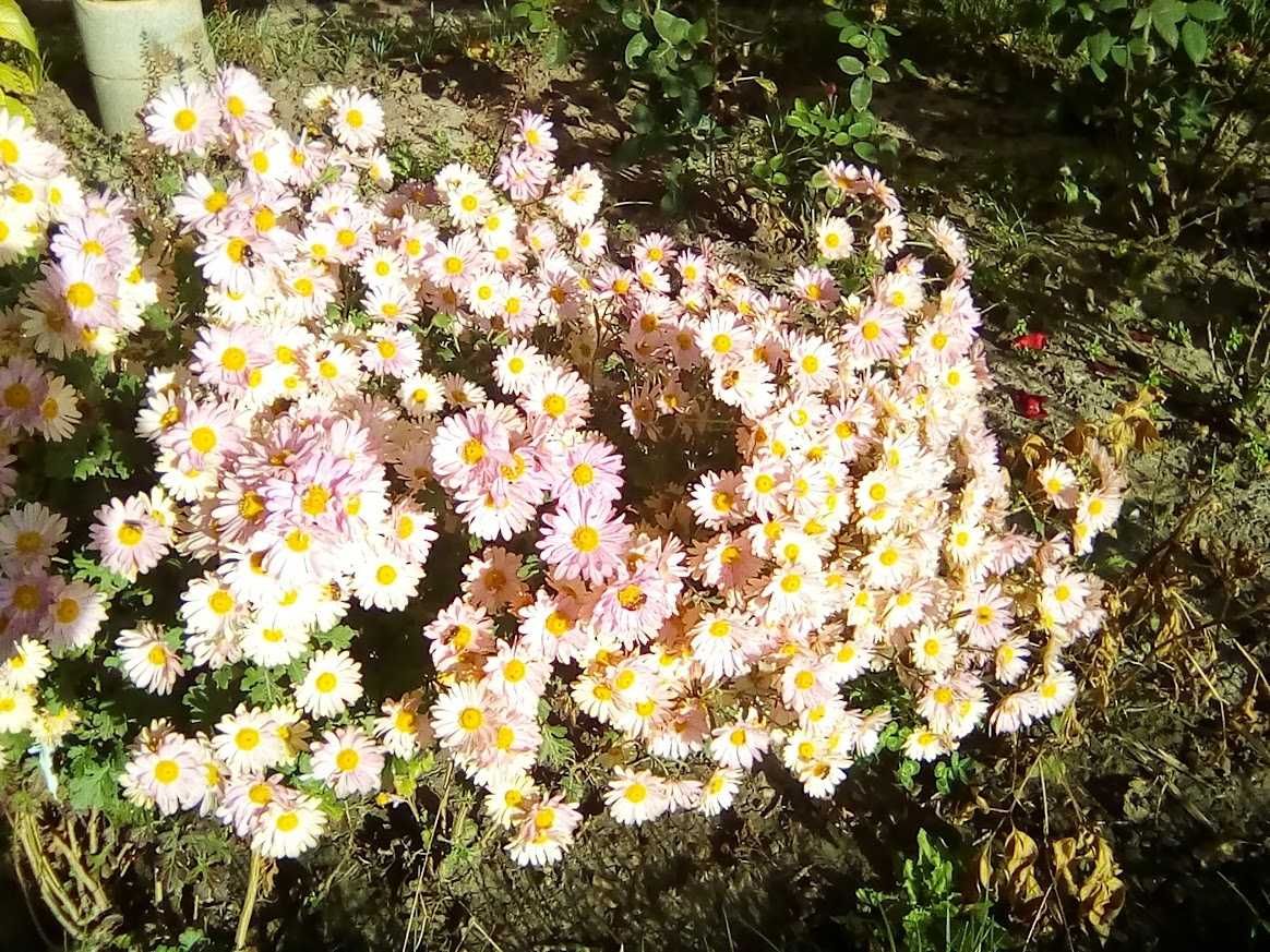 хризантема кущова