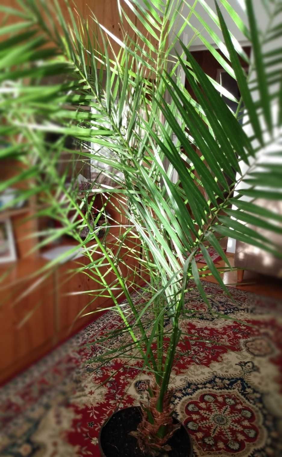 Palma ok. 200 cm