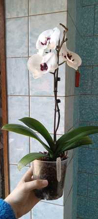Підрощений підліток орхідеї CHARMING PANDA