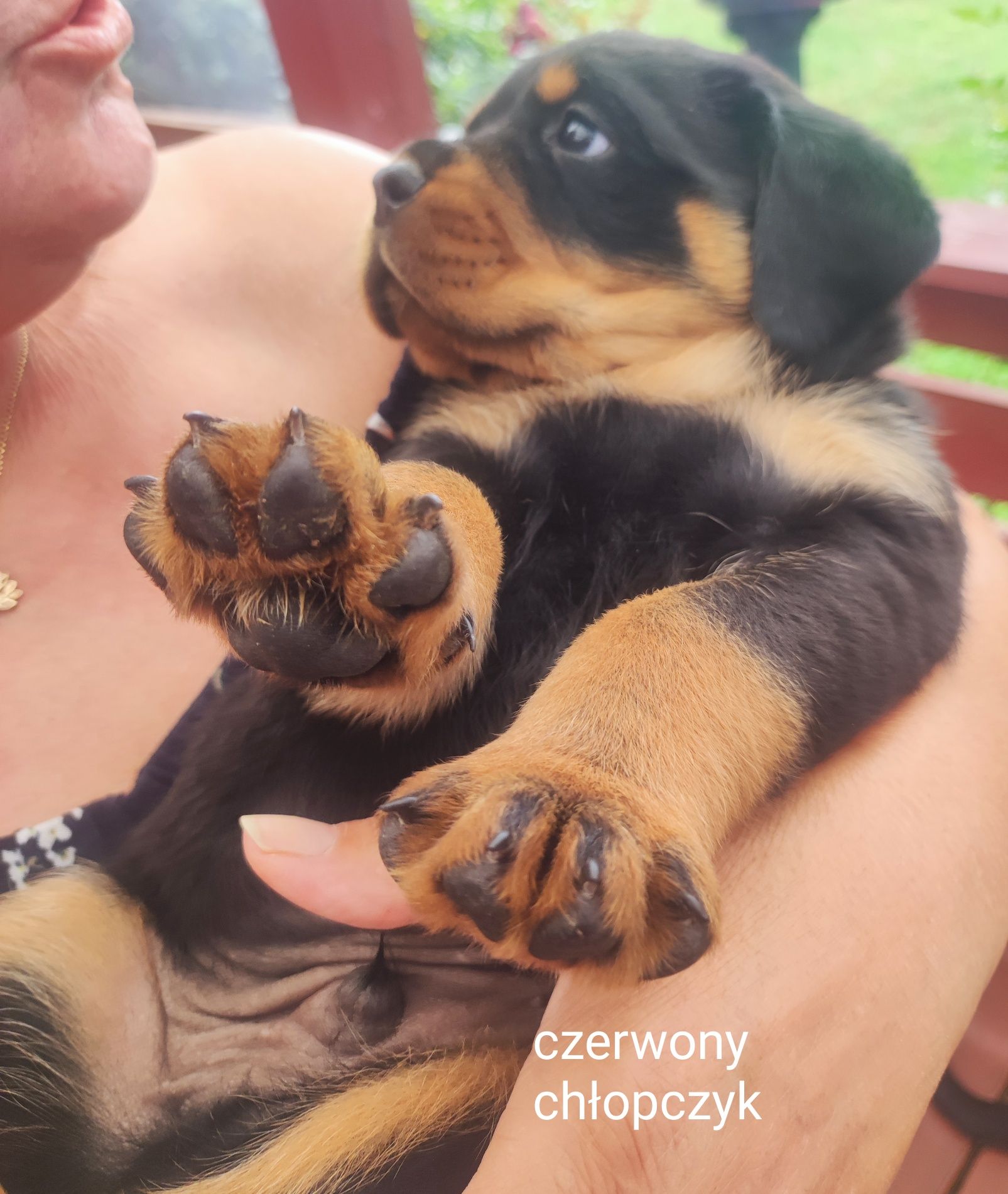 Rottweiler szczeniak do rezerwacji