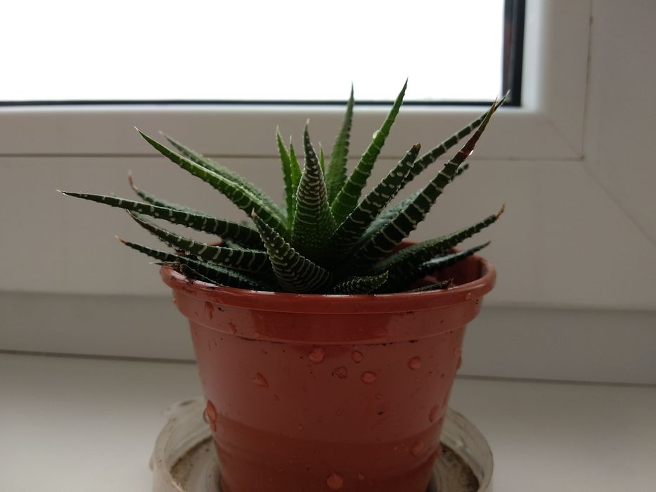 Сукулент Хавортія смугаста