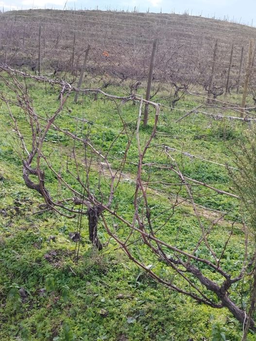 Vendo terreno com plantação de vinhas e amendoal - Muxagata