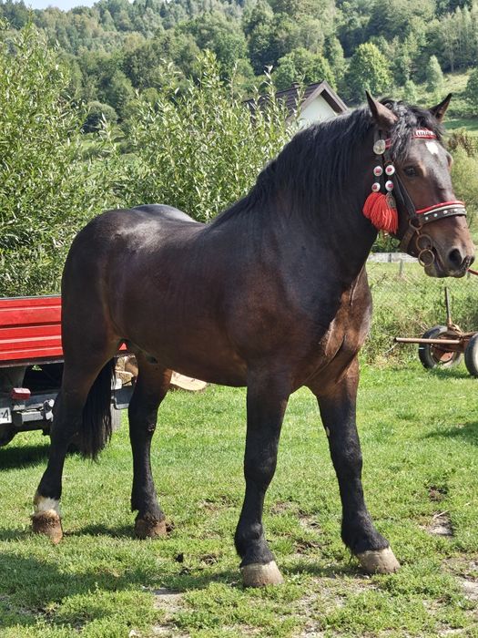 Sprzedam konia zimnokrwistego