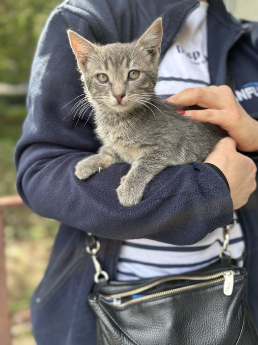 Котик 3 месяца бесплатно