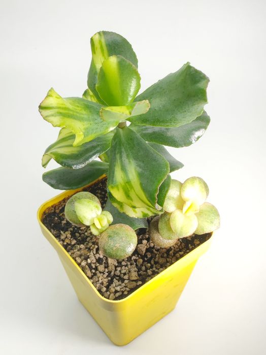 Красула, грошове дерево, толстянка, денежное дерево