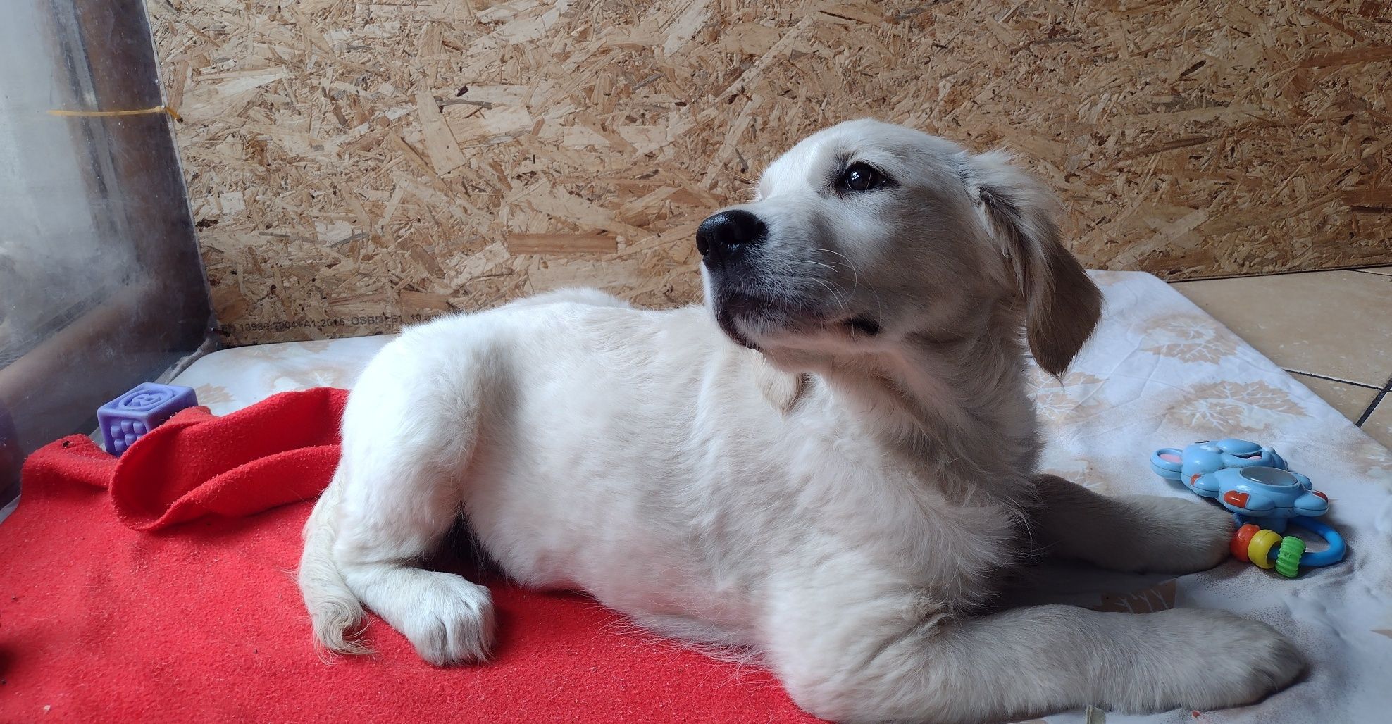 Golden Retriever suczka ZKwP/FCI