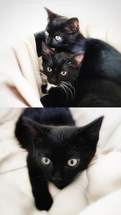 12 tygodniowe kocurki szukają miłości