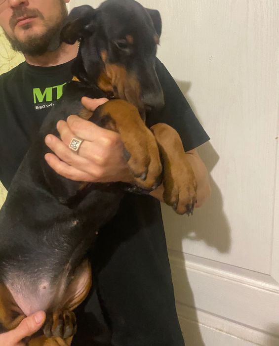 Цуценя добермана