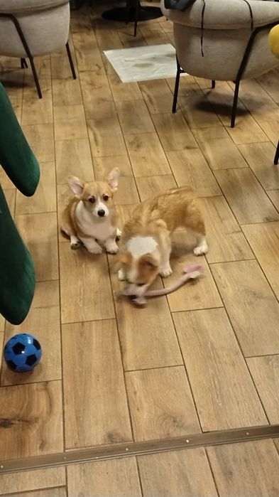 Welsh Corgi Pembroke FCI piesek