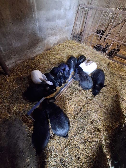 Продам кроликів Полтавське срібло