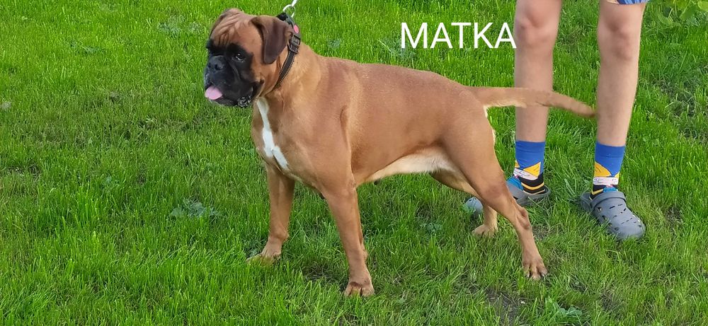 Bokser, szczeniak, chłopak FALKO