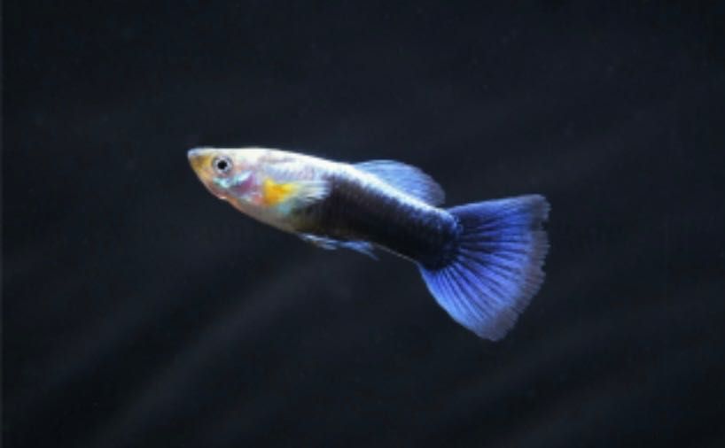 Gupiki Koi Galaxy