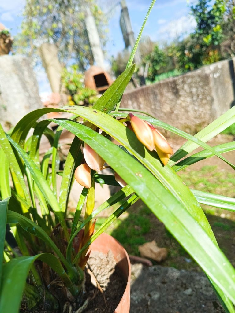 Vaso de orquídeas