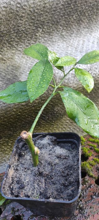 Продам власновкорінені живці плодоносного лимонного дерева