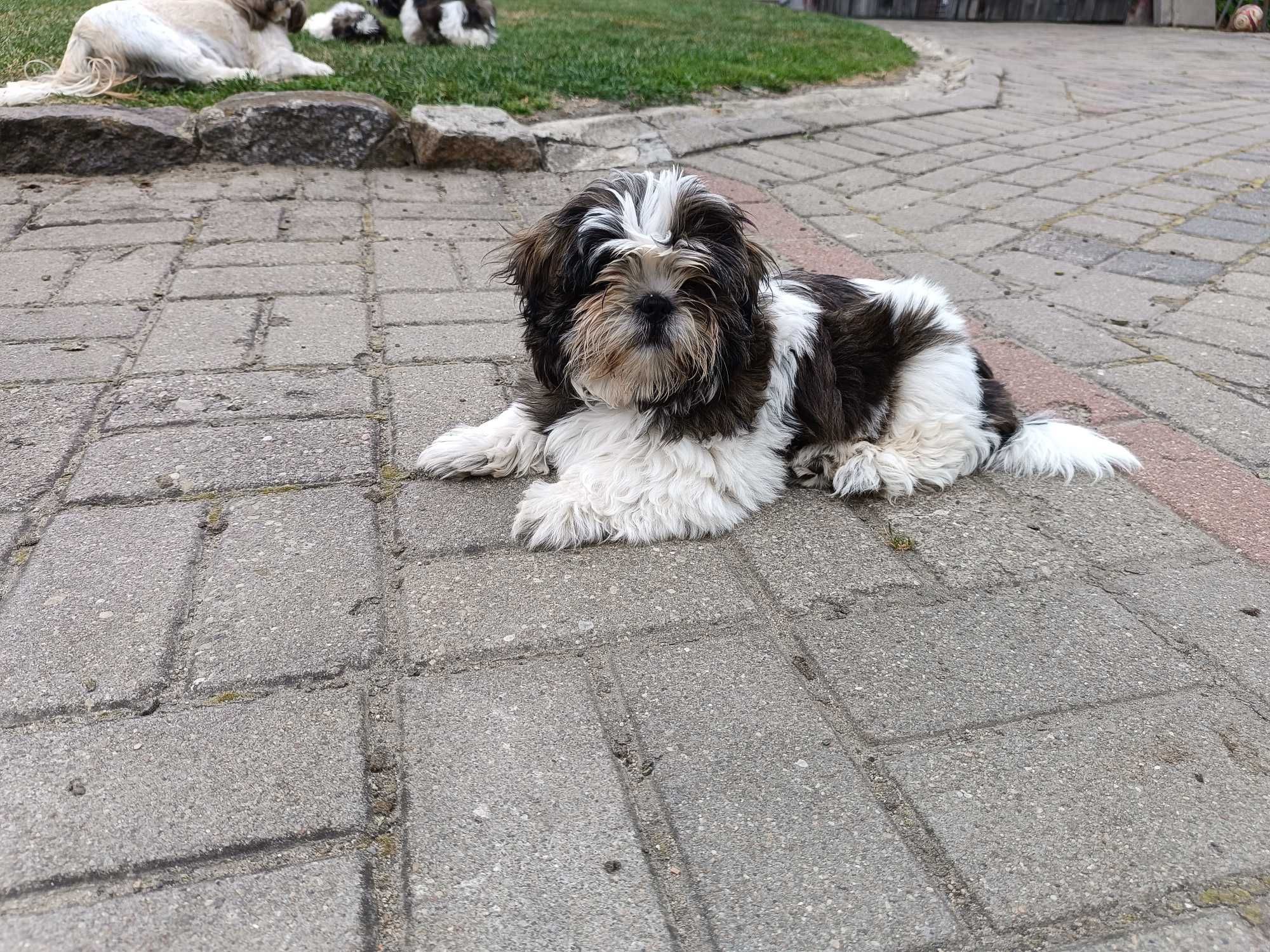 Szczeniak  shih tzu