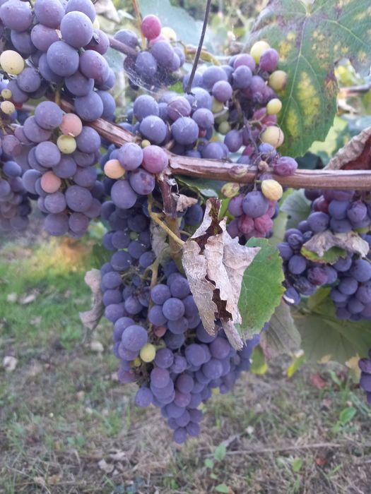Uvas tintas para troca