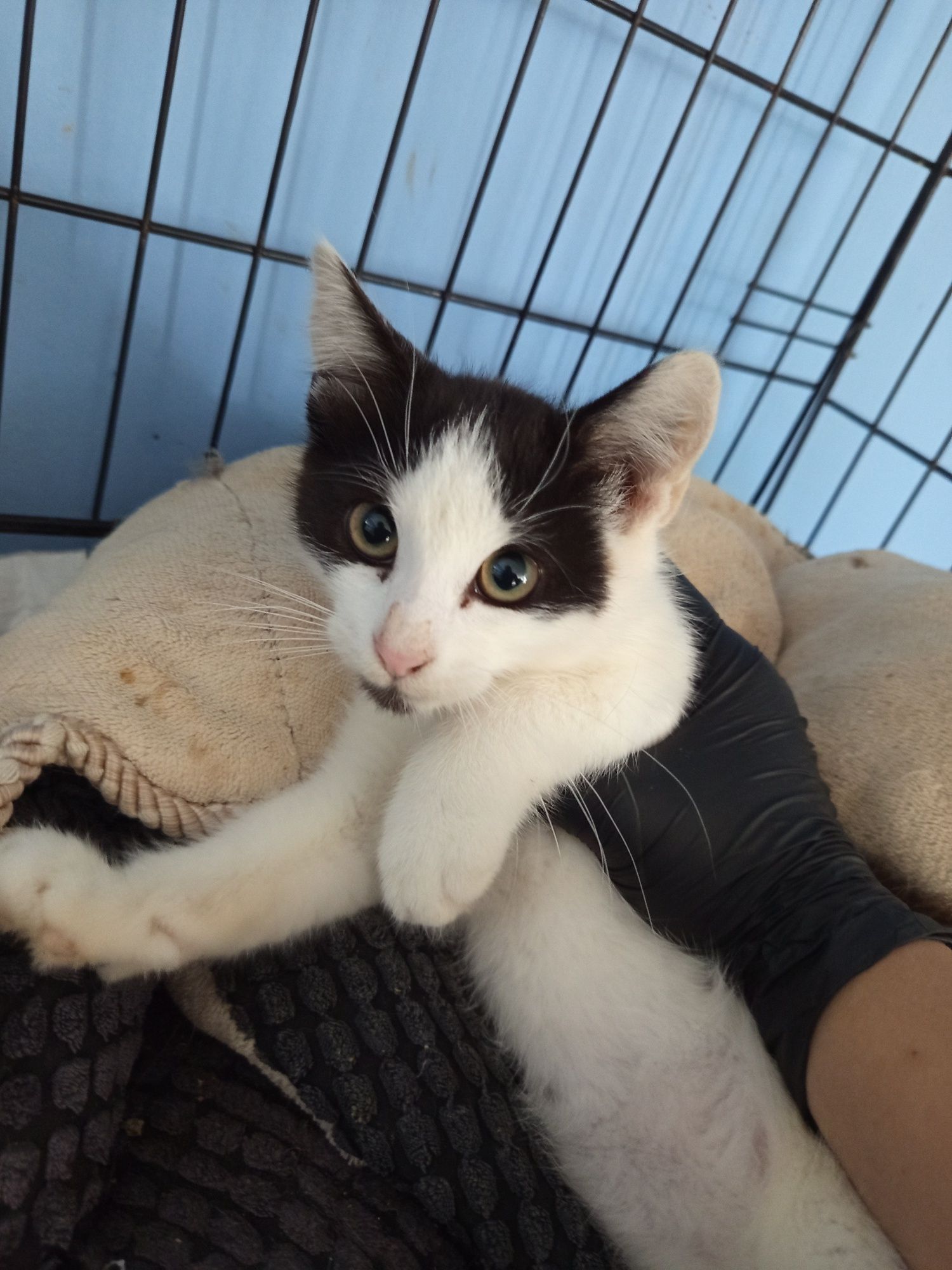 Zdrowy Moon do adopcji