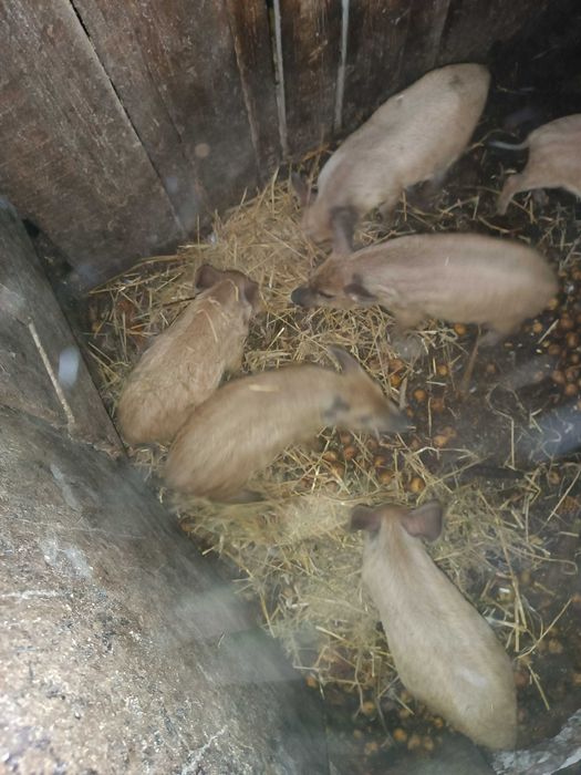 Sprzedam prosięta Mangalica Węgierska