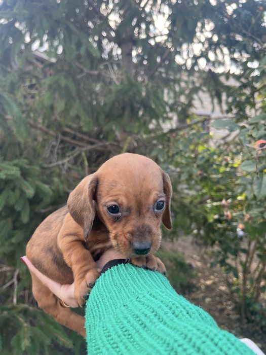 Мраморна такса дівчинка