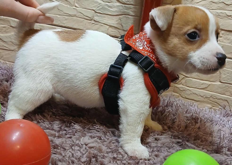Jack Russell Terrier ŁA-CIA-TEK