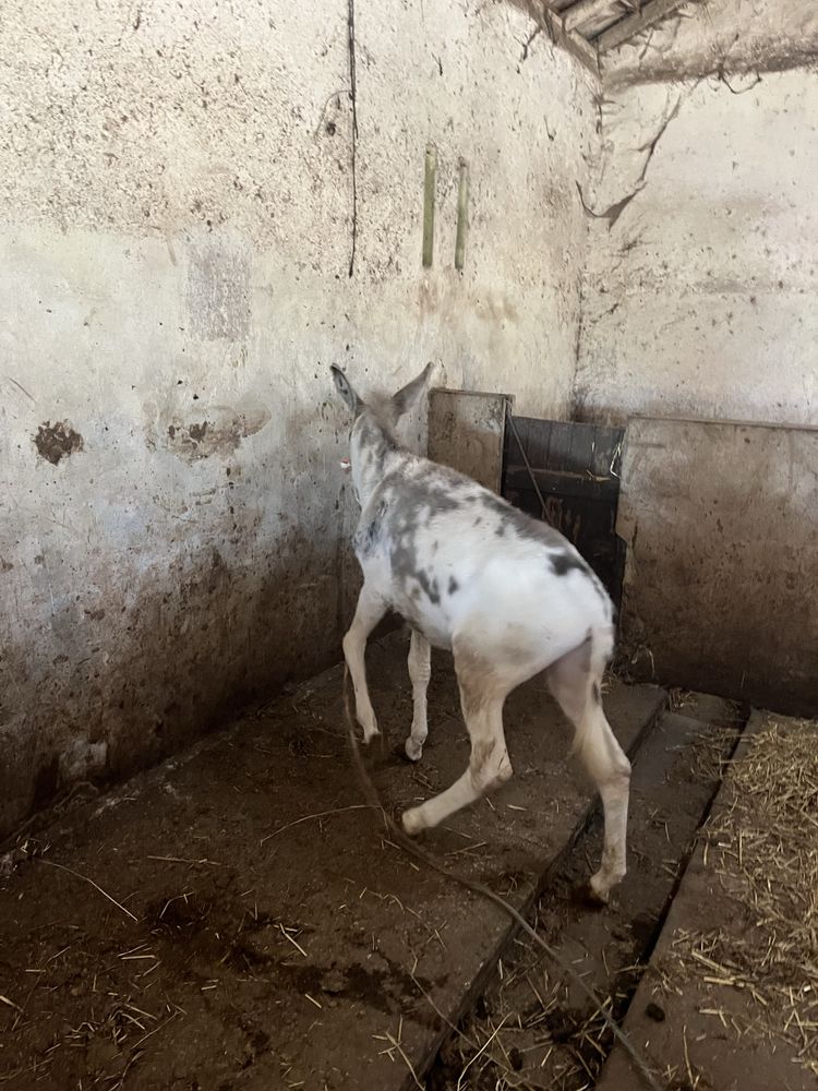 Burrinho anao malhado