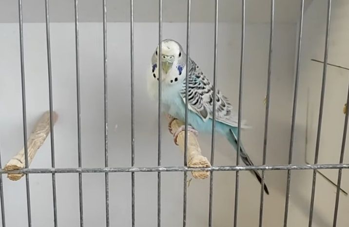 Periquitos australianos