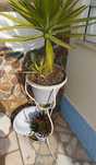 Base, bacia e planta