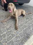 Weinamar com lop