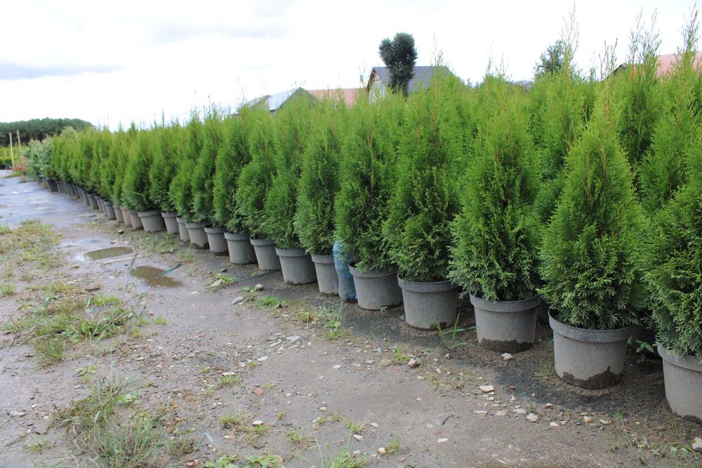 PROMOCJA! Tuja szmaragd w doniczce 7,5/10L wysokość 100-120 cm