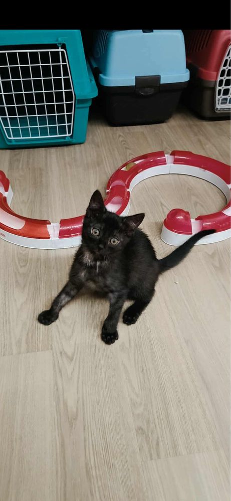 Chrupcia i Chałka //kotki do adopcji, oddam kota