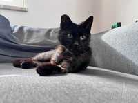 piękna, łagodna czarna kotka, nosiciel FELV