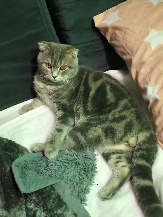 Кіт Міша шукає собі кицю для в'язки дуже хороший котик породи Шотланец