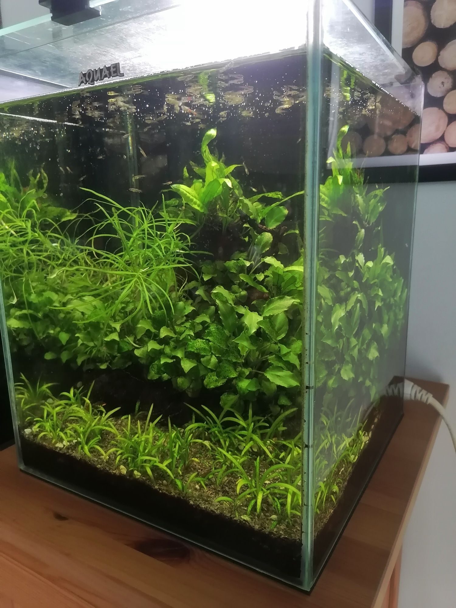 Akwarium 30l aquael