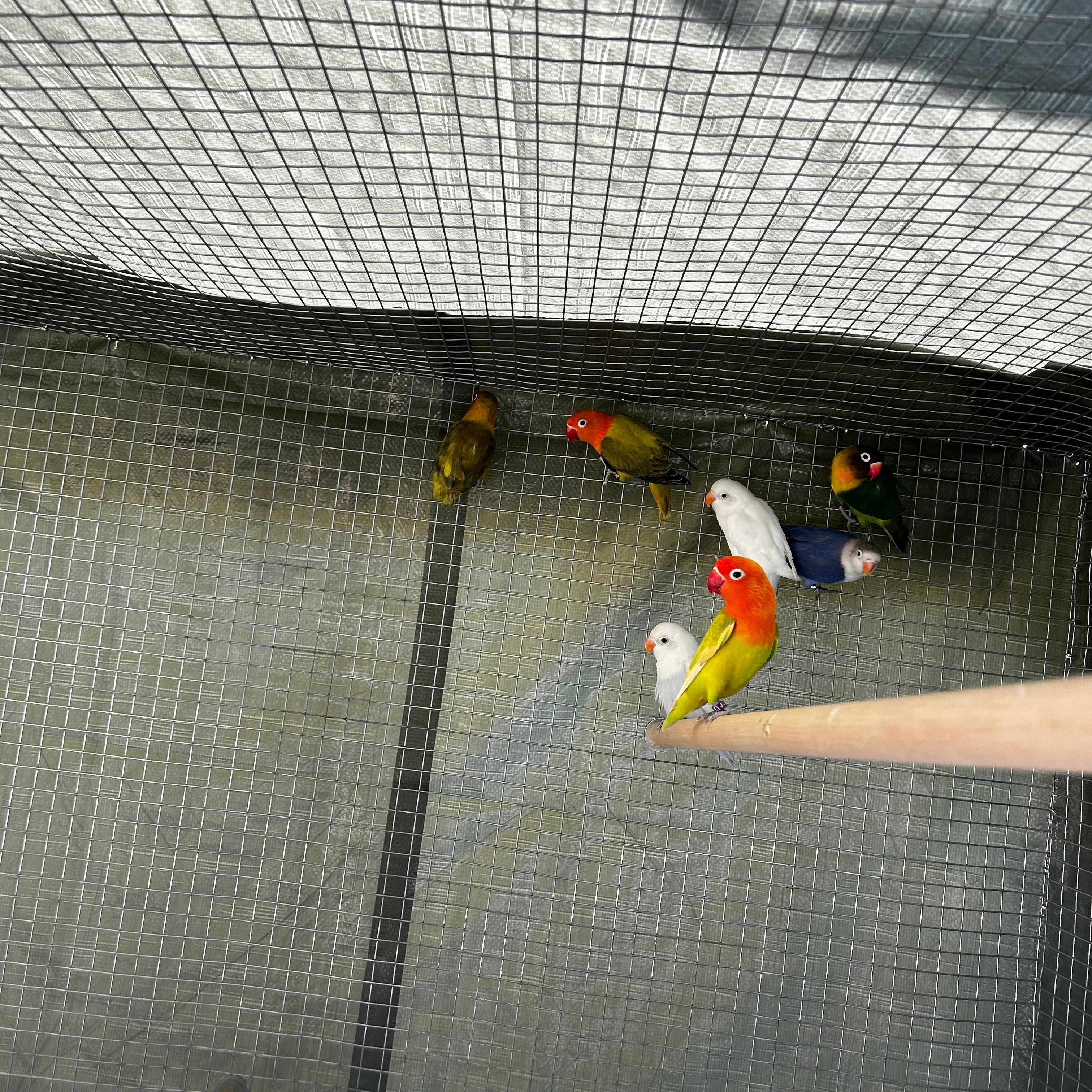 Agapornis Fischereris