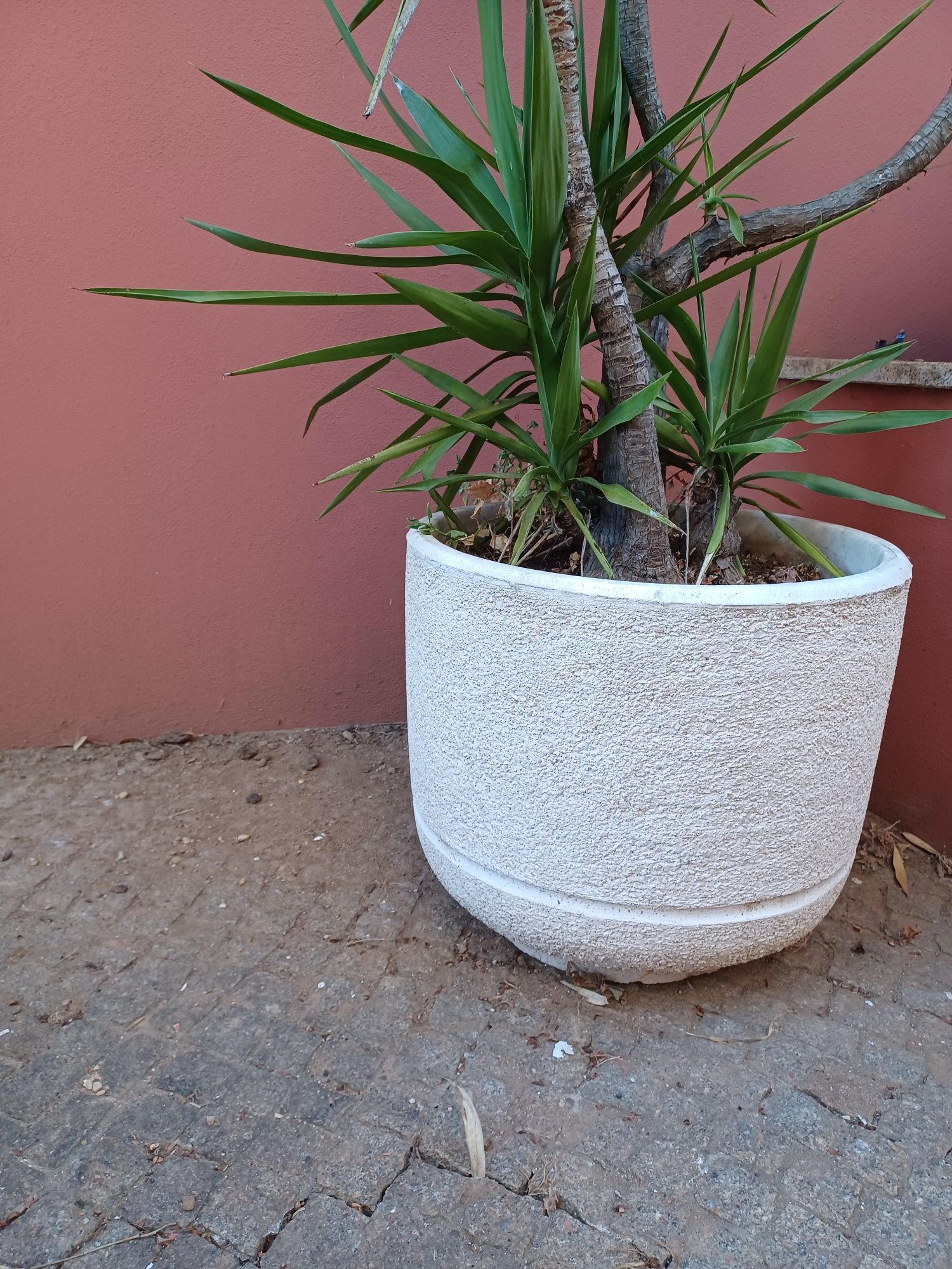 Vaso de Cimento + Planta Yucca elephantipes