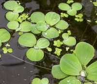 Pistia pływająca