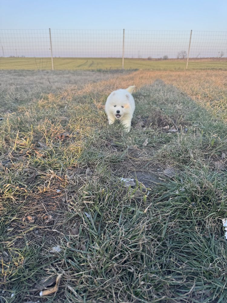 Piękna Suczka Samoyed Rodowód,Chip,Książeczka,Wyprawka!!
