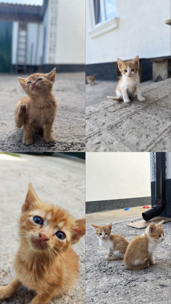 Кошенята, безкоштовно