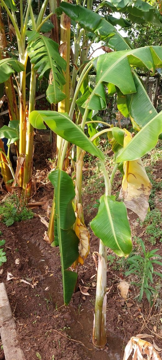 Bananeiras produtivas e ornamentais.