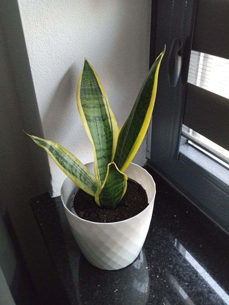 Kwiat doniczkowy sansevieria