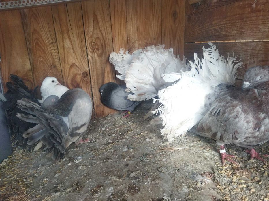 Gołębie pawiki młode i stare