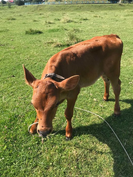 Продам теличку Марту