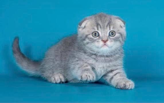 Скоттиш фолд девочка