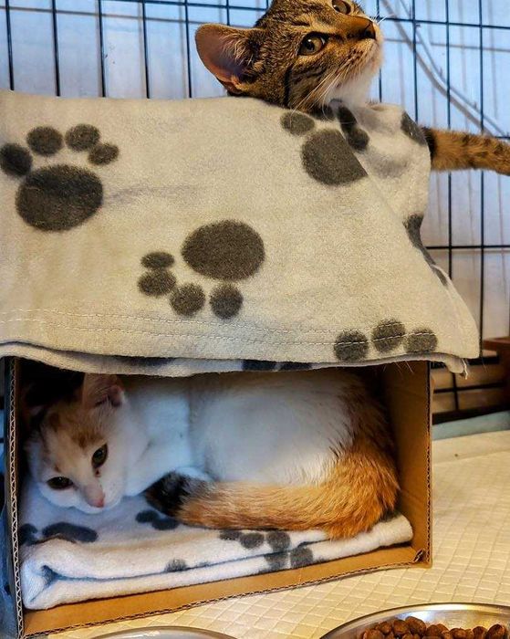 Gala szuka nowego domu